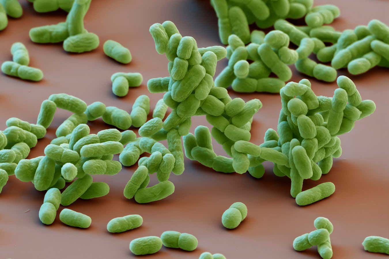 Incluso las bacterias más simples pueden anticipar los cambios de estación