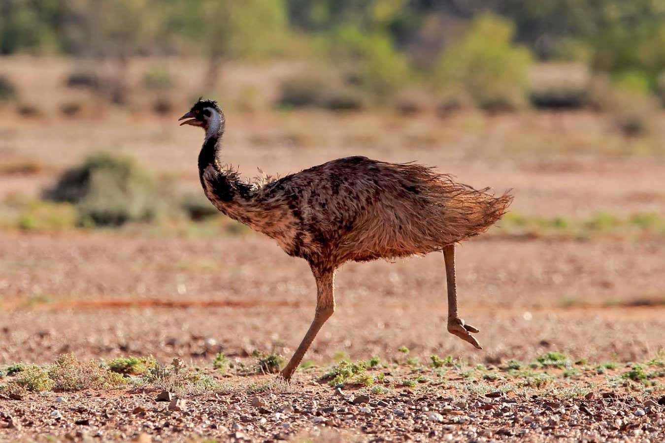 Los dinosaurios podrían haber corrido como los emús manteniendo un pie en el suelo