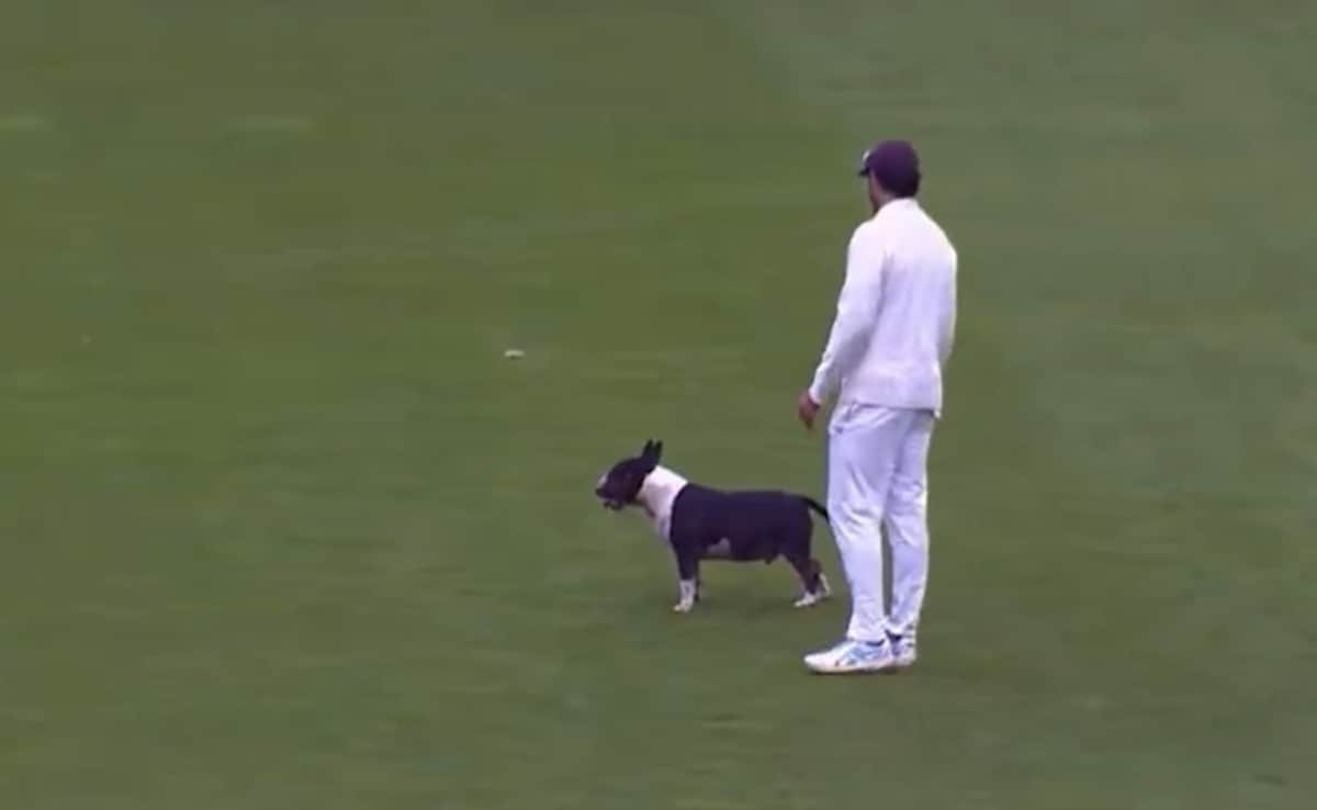 "Perro invade el campo para detener el partido Durham vs Kent, comentaristas divididos". Mirar