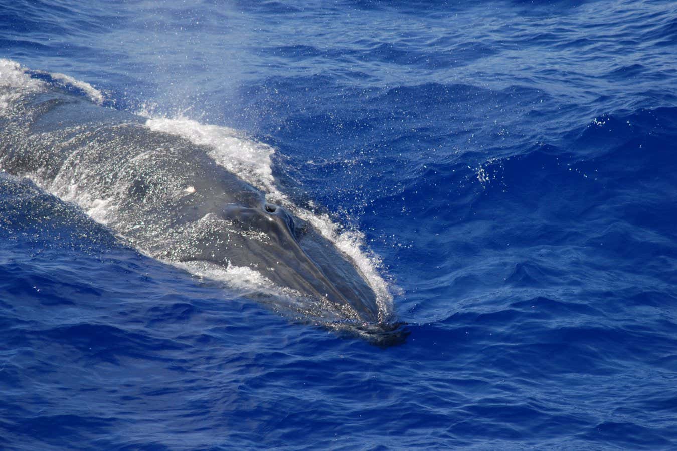 'Shazam para ballenas' usa inteligencia artificial para rastrear sonidos escuchados en la Fosa de las Marianas