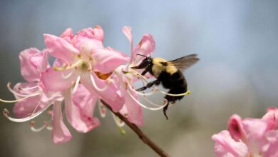 Un antídoto contra pesticidas mortales aumenta la supervivencia de las abejas