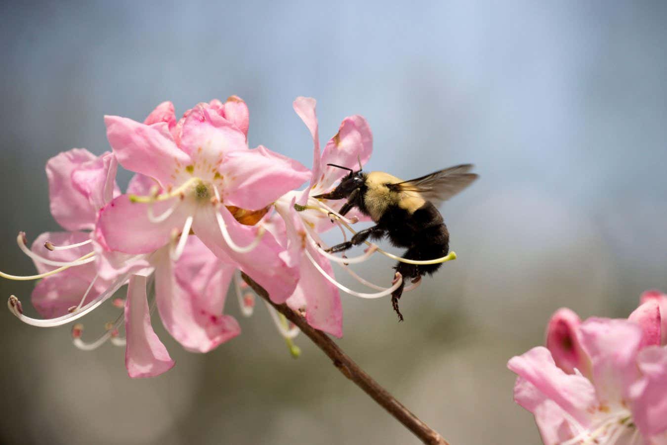 Un antídoto contra pesticidas mortales aumenta la supervivencia de las abejas