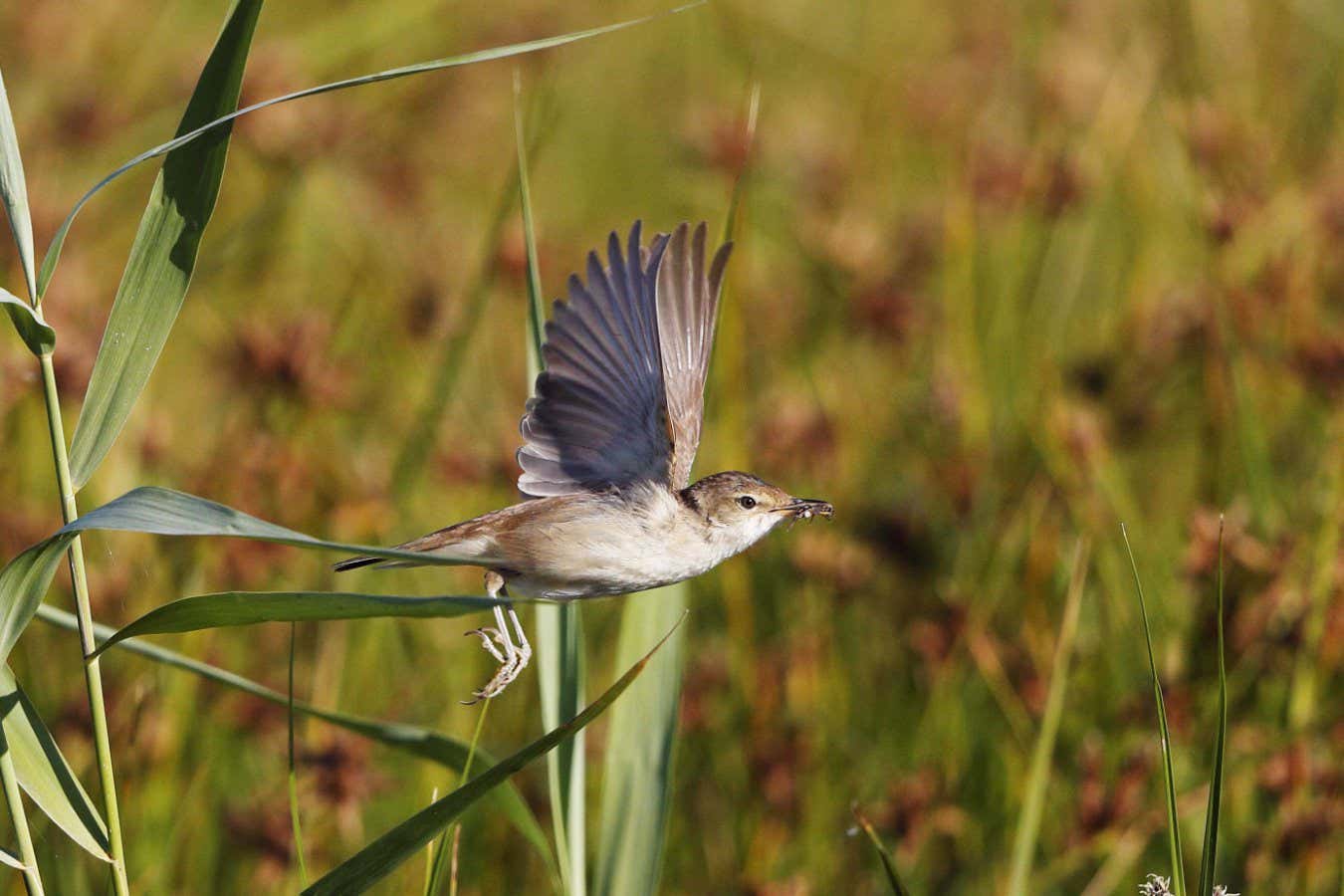 Las aves migratorias pueden utilizar el campo magnético de la Tierra como un GPS