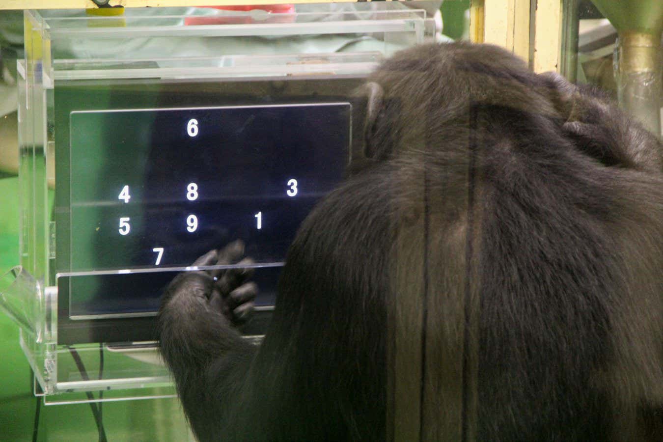 Los chimpancés se desempeñan mejor en tareas difíciles cuando tienen una audiencia