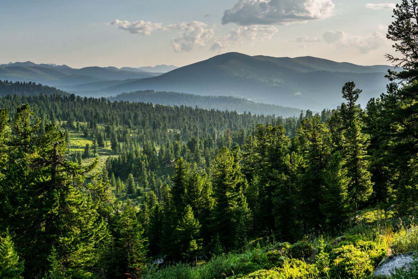 Los países están haciendo trampa para llegar a cero emisiones netas al depender excesivamente de los bosques