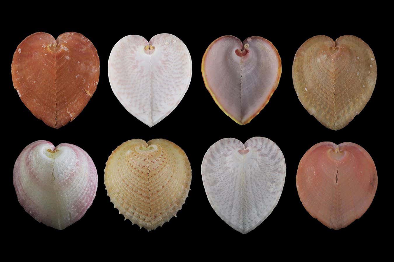 Heart cockle shells