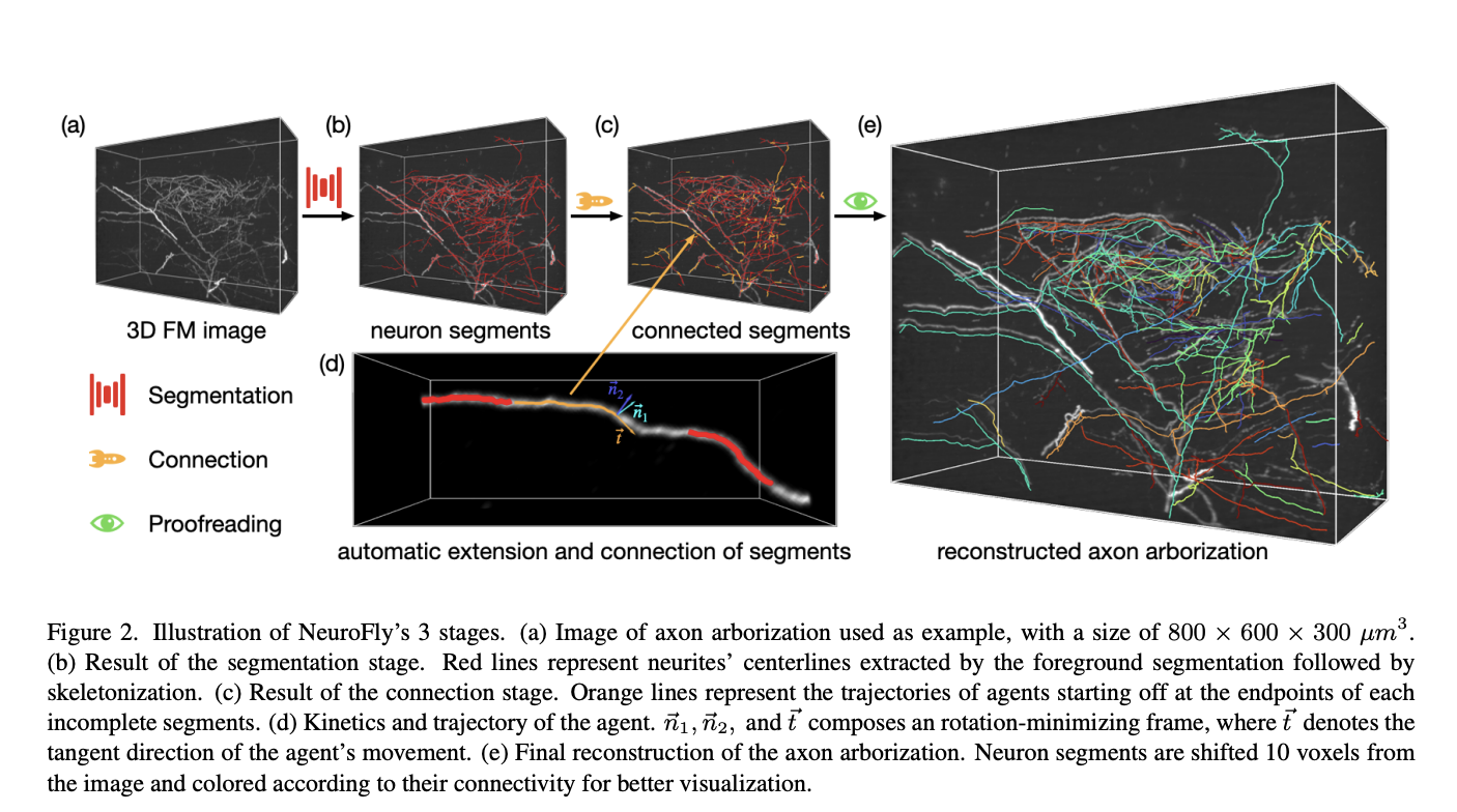 NeuroFly: un marco de IA para la reconstrucción de una sola neurona de todo el cerebro