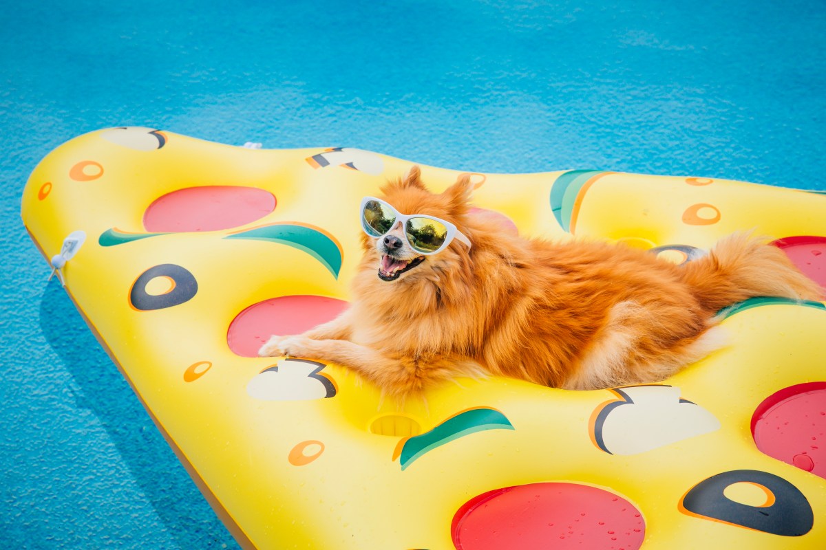 Image of a dog on a pizza-shaped pool float.